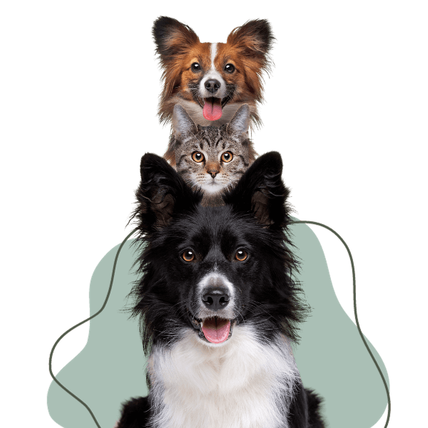 Clínica 24 horas para cachorro em Hortolandia