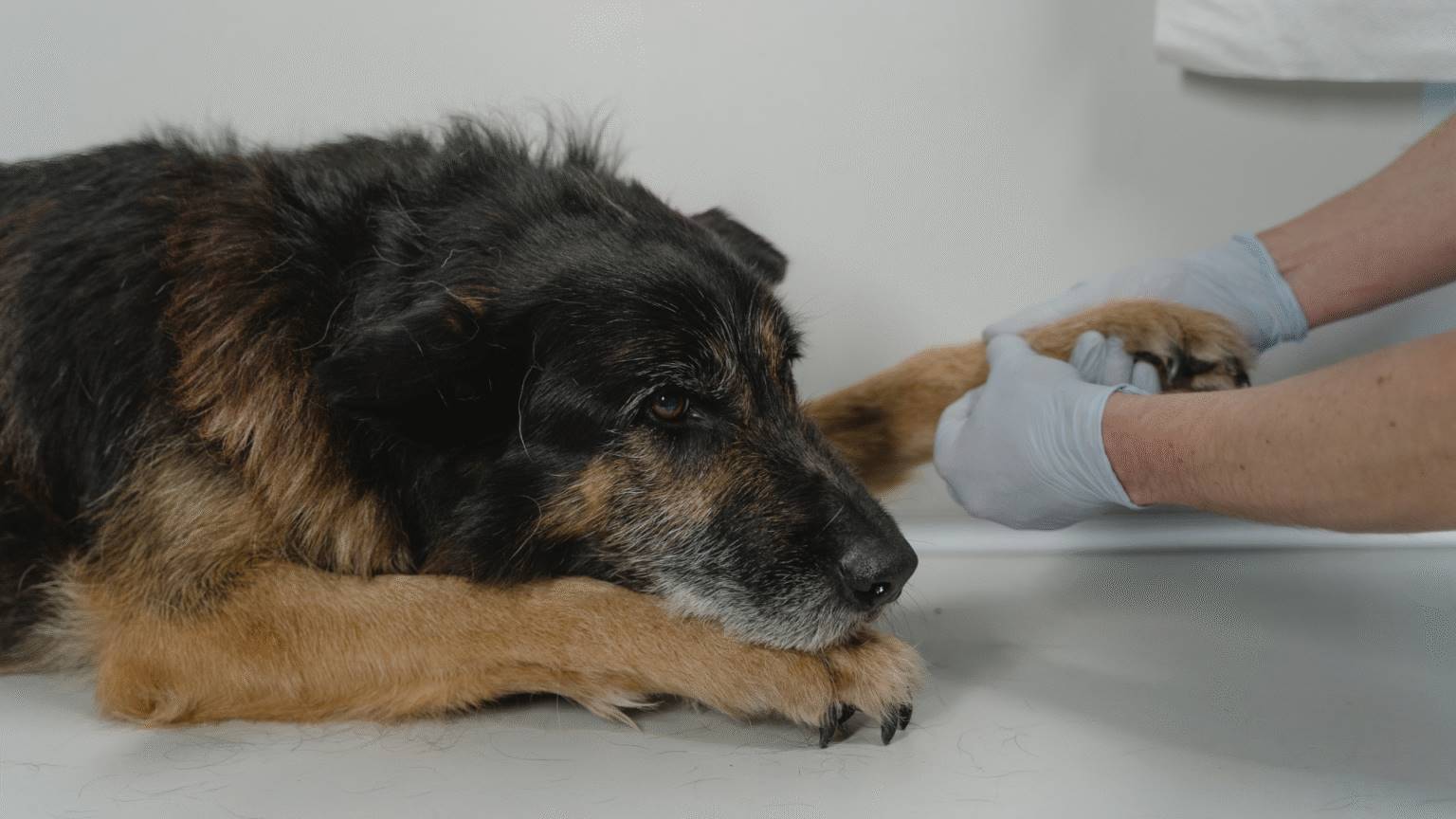 Laboratório veterinario hortolandia e campinas