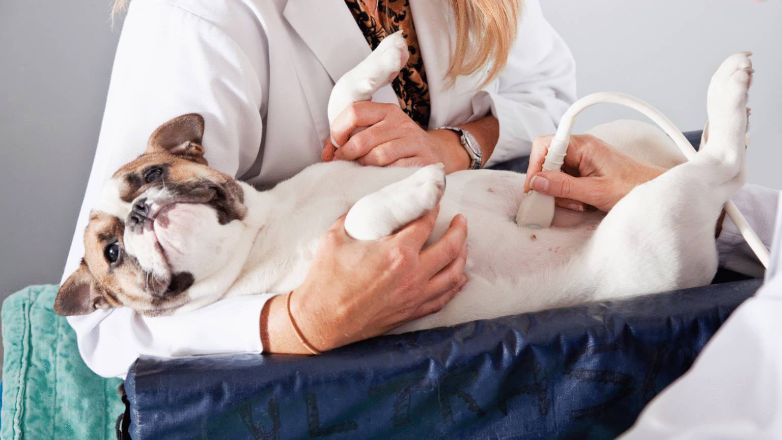 Ultrassom veterinario em hortolandia e campinas